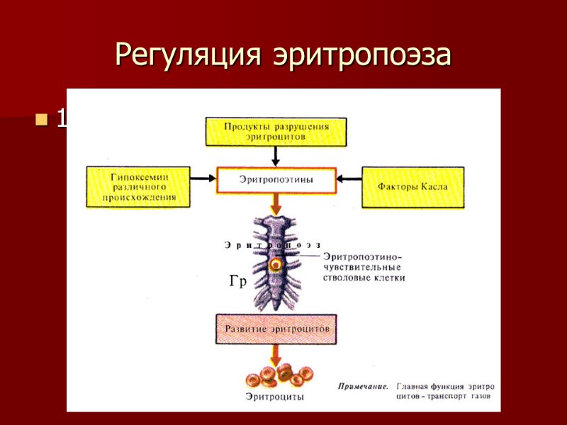 Регуляция эритропоэза 1